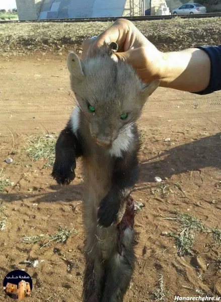  عکس گورکن برای والپیپر لپتاپ