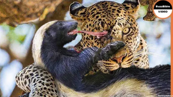  عکس گورکن برای والپیپر لپتاپ