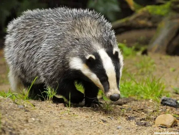  عکس گورکن برای والپیپر لپتاپ