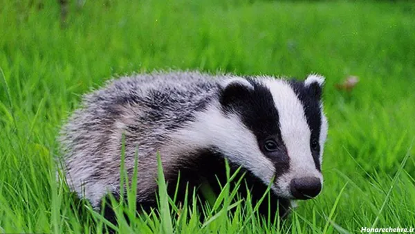  عکس گورکن برای والپیپر لپتاپ