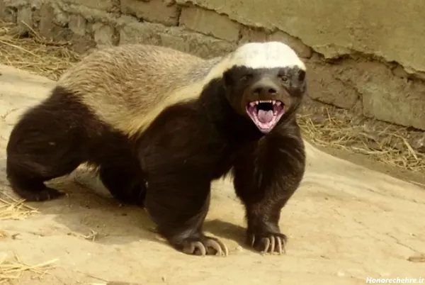  عکس گورکن برای والپیپر لپتاپ