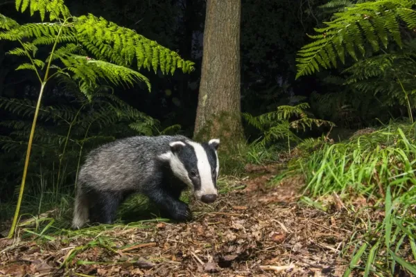 عکس گورکن بزرگ