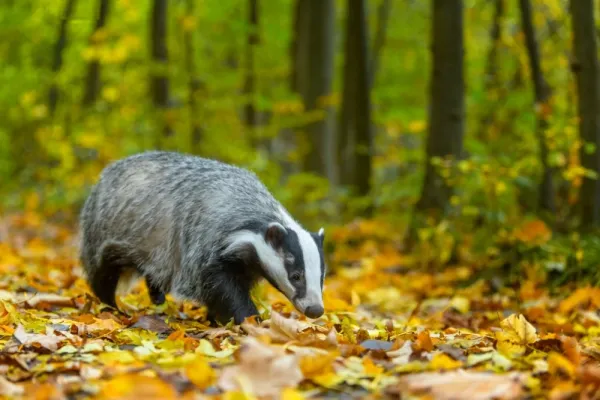  عکس گورکن بزرگ