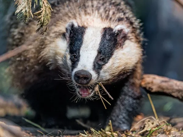  عکس گورکن بزرگ