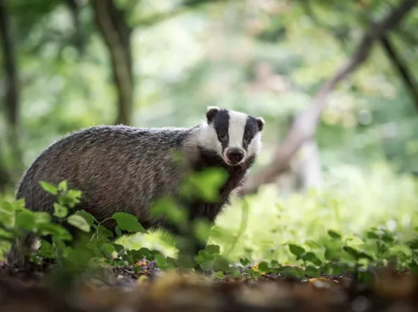  عکس گورکن بزرگ