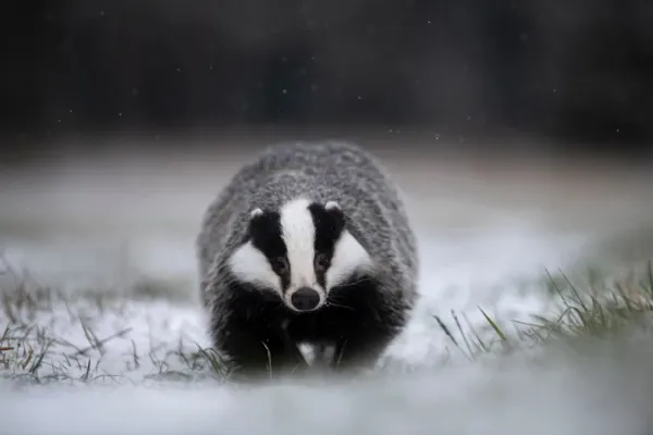  عکس گورکن بزرگ