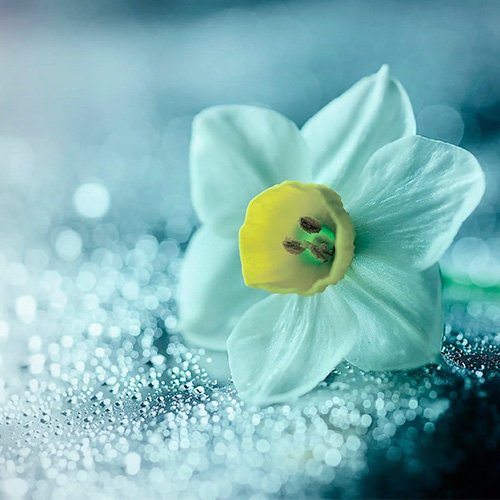  عکس زیبا برای تبریک تولد امام زمان 1404