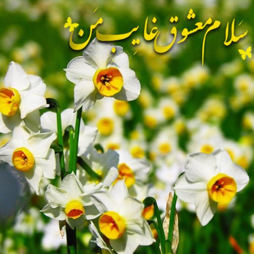  عکس تولد امام مهدی صاحب الزمان