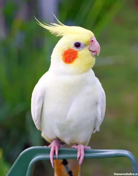  عکس عروس هلندی واقعی