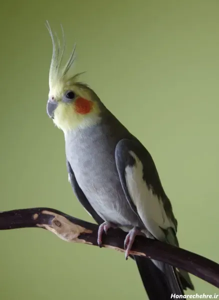  عکس عروس هلندی واقعی