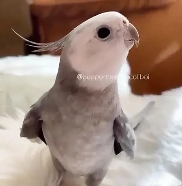  عکس عروس هلندی واقعی