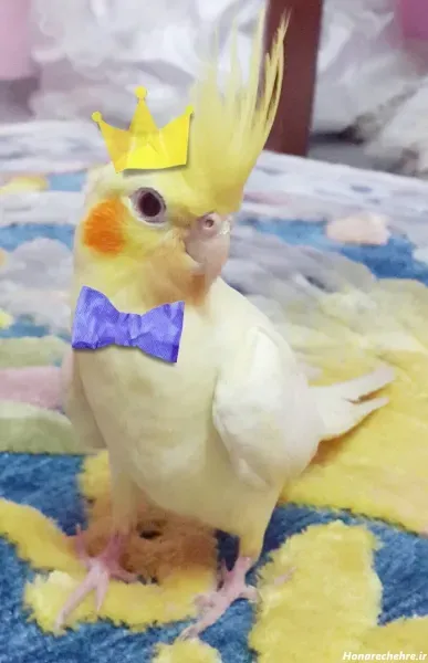  عکس عروس هلندی واقعی