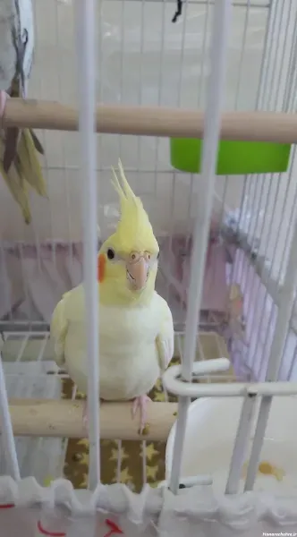  عکس عروس هلندی واقعی