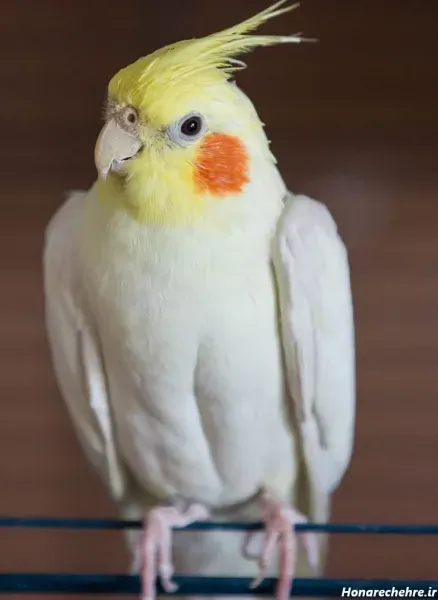  عکس عروس هلندی واقعی