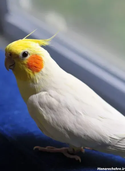  عکس عروس هلندی واقعی