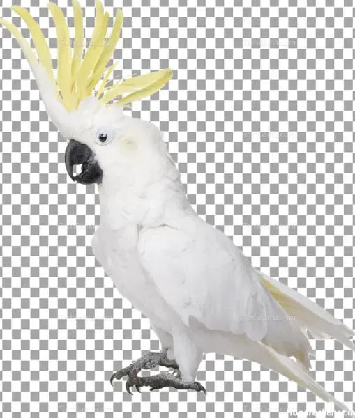  عکس عروس هلندی واقعی