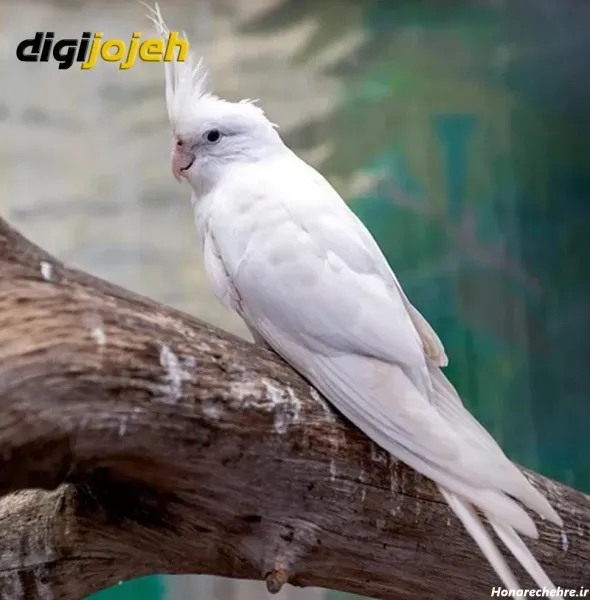  عکس عروس هلندی واقعی