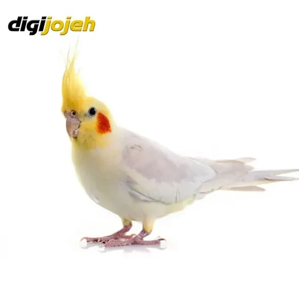  عکس عروس هلندی واقعی