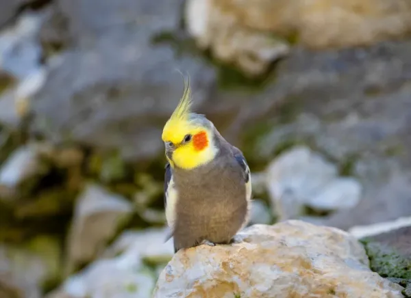  عکس های عروس هلندی زیبا و بامزه