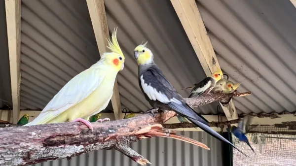  عکس های عروس هلندی زیبا و بامزه