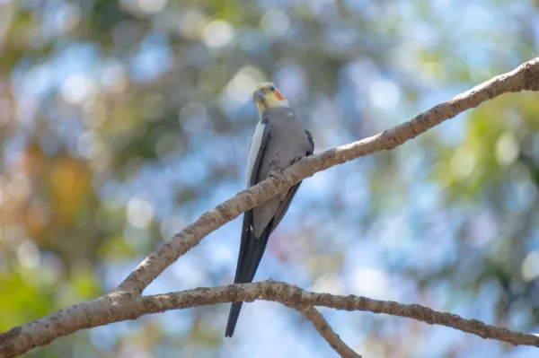  عکس های عروس هلندی زیبا و بامزه