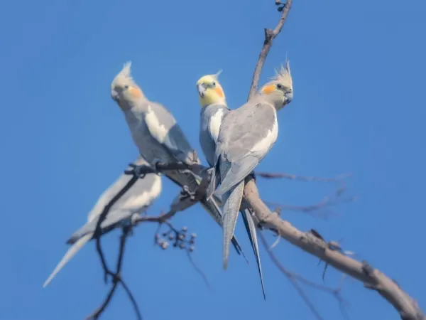  عکس های عروس هلندی زیبا و بامزه