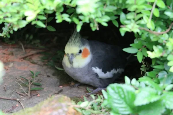  عکس های عروس هلندی زیبا و بامزه