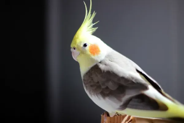  عکس های عروس هلندی زیبا و بامزه