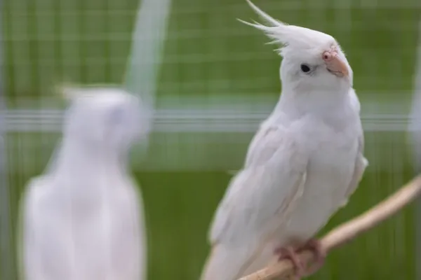  عکس های عروس هلندی زیبا و بامزه