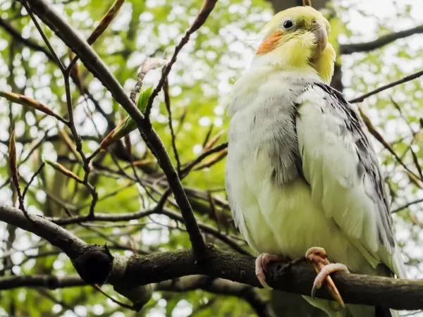  عکس های عروس هلندی زیبا و بامزه