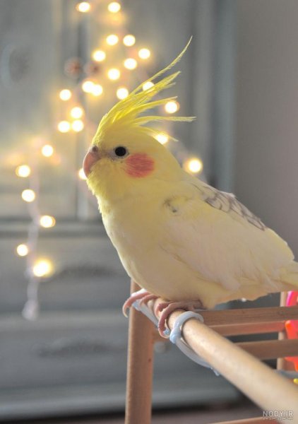 عکس عروس هلندی برای بک گراند گوشی