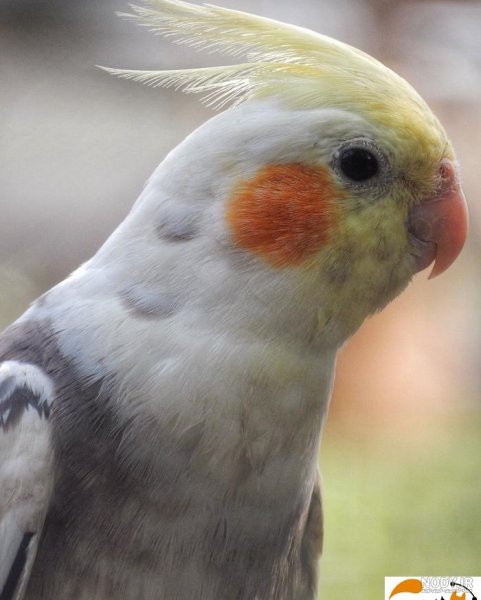  عکس عروس هلندی برای بک گراند گوشی