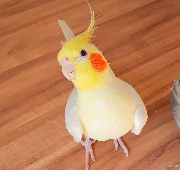  عکس عروس هلندی برای بک گراند گوشی