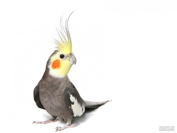  عکس عروس هلندی برای بک گراند گوشی