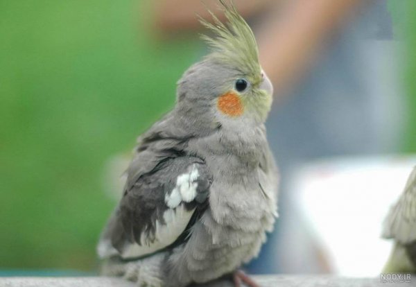  عکس عروس هلندی برای بک گراند گوشی