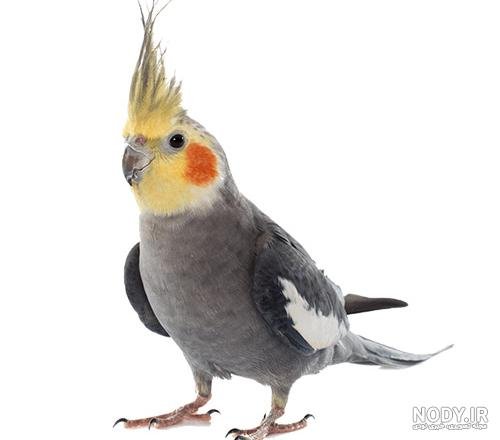  عکس عروس هلندی برای بک گراند گوشی