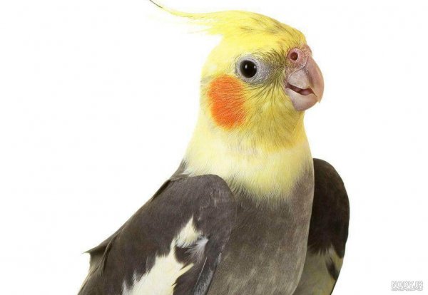  عکس عروس هلندی برای بک گراند گوشی