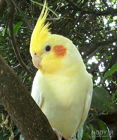  عکس عروس هلندی برای بک گراند گوشی