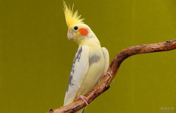  عکس عروس هلندی برای بک گراند گوشی