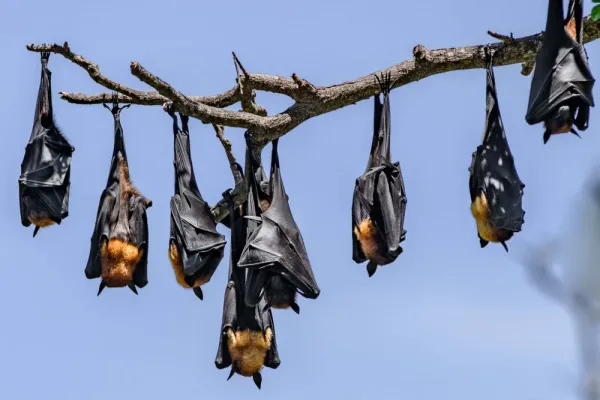  عکس خفاش برای پروفایل