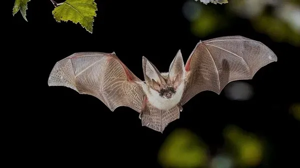  عکس خفاش برای پروفایل