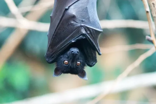  عکس خفاش برای پروفایل