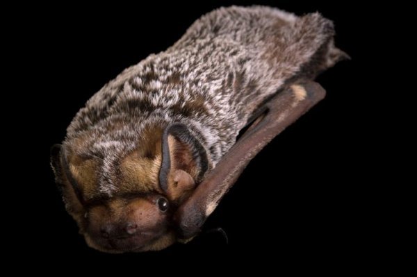  عکس خفاش های واقعی