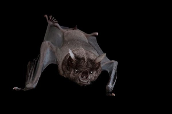  عکس خفاش های واقعی