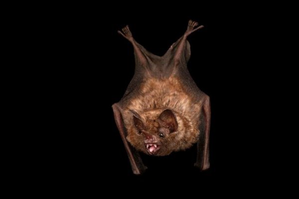  عکس خفاش های واقعی