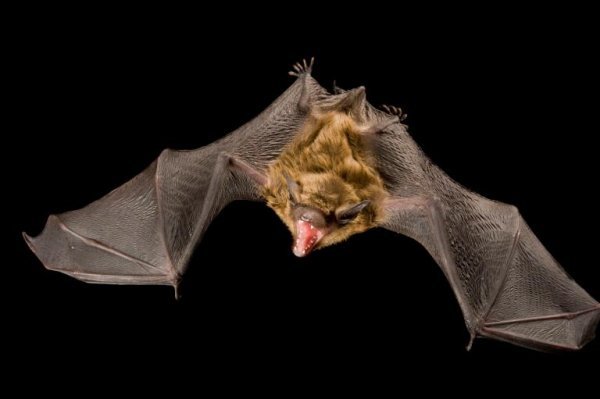  عکس خفاش های واقعی