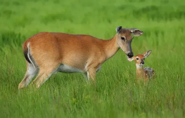  عکس های آهو در طبیعت