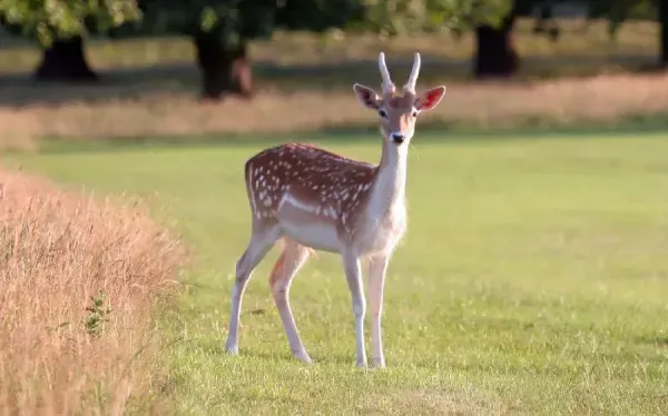  عکس های آهو در طبیعت