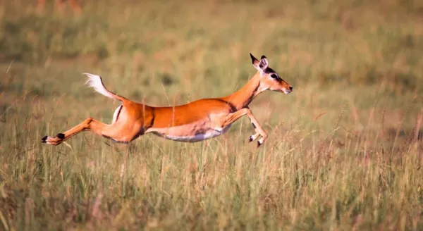 عکس آهو برای تصویر زمینه