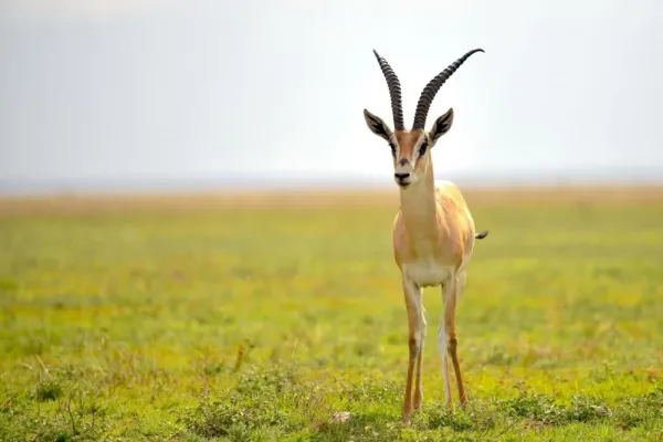  عکس آهو برای تصویر زمینه